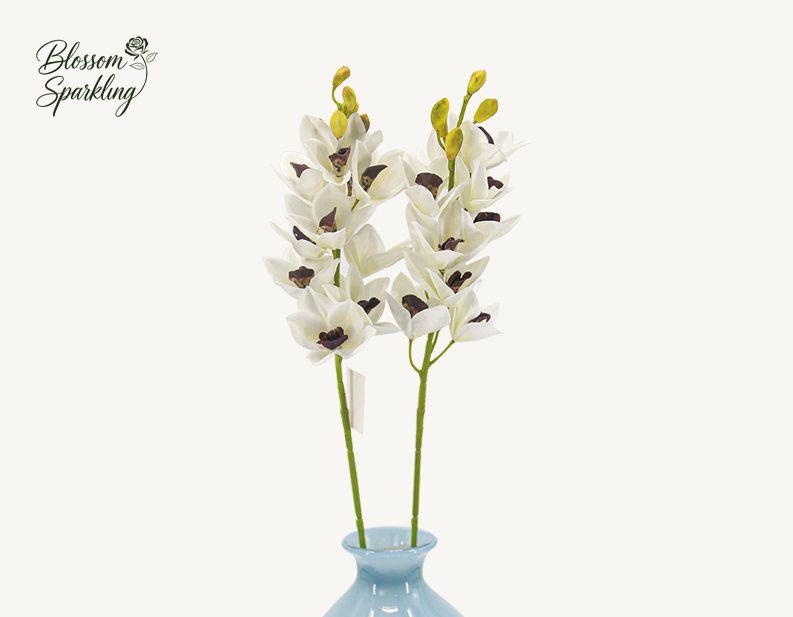 Cymbidium Hybridum